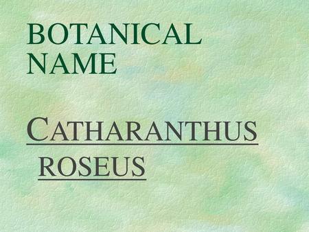 BOTANICAL NAME CATHARANTHUS ROSEUS.