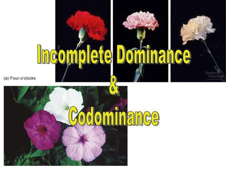 Incomplete Dominance & Codominance.