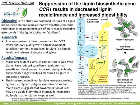 BRC Science Highlight Suppression of the lignin biosynthetic gene CCR1 results in decreased lignin recalcitrance and increased digestibility Objective.
