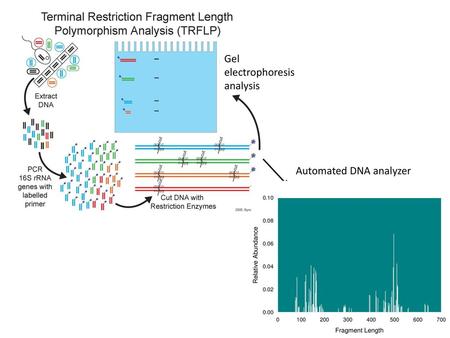 Gel electrophoresis analysis Automated DNA analyzer.