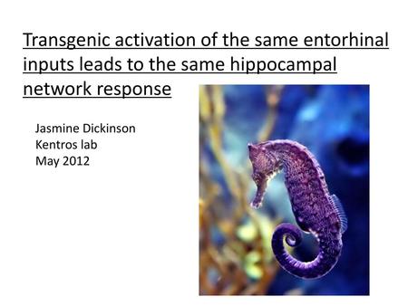 Transgenic activation of the same entorhinal inputs leads to the same hippocampal network response Jasmine Dickinson Kentros lab May 2012.