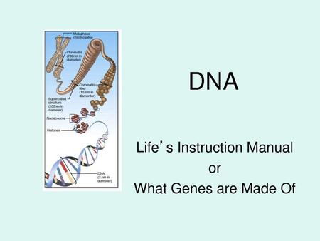 Life’s Instruction Manual or What Genes are Made Of