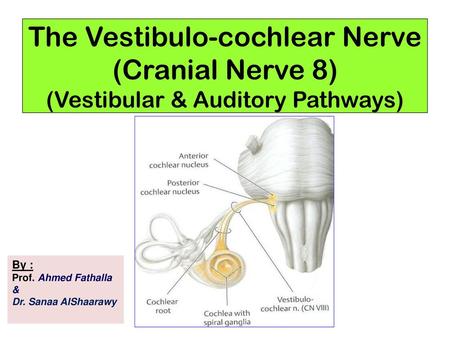 The Vestibulo-cochlear Nerve (Cranial Nerve 8) (Vestibular & Auditory Pathways) By : Prof. Ahmed Fathalla & Dr. Sanaa AlShaarawy.