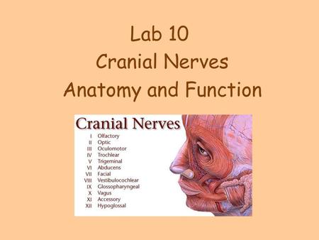 Cranial Nerves Anatomy and Function