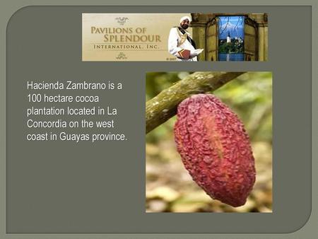 Hacienda Zambrano is a 100 hectare cocoa plantation located in La Concordia on the west coast in Guayas province.