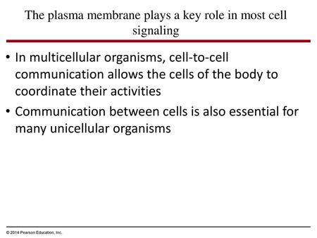 The plasma membrane plays a key role in most cell signaling