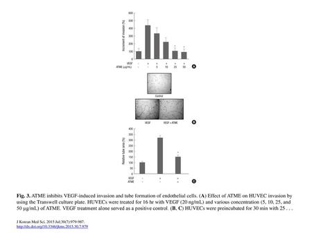 Fig. 3. ATME inhibits VEGF-induced invasion and tube formation of endothelial cells. (A) Effect of ATME on HUVEC invasion by using the Transwell culture.