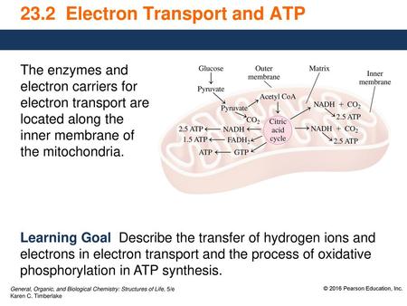 23.2 Electron Transport and ATP