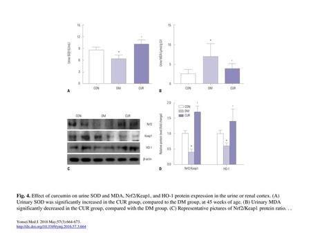 Fig. 4. Effect of curcumin on urine SOD and MDA, Nrf2/Keap1, and HO-1 protein expression in the urine or renal cortex. (A) Urinary SOD was significantly.