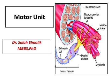 Dr. Salah Elmalik MBBS,PhD
