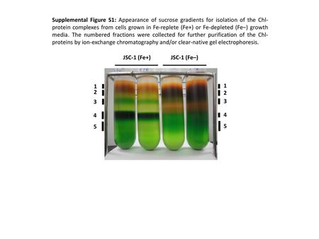 Supplemental Figure S1: Appearance of sucrose gradients for isolation of the Chl-protein complexes from cells grown in Fe-replete (Fe+) or Fe-depleted.