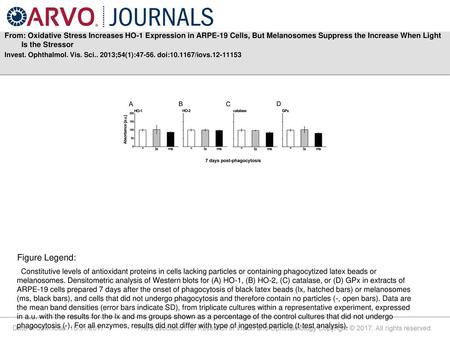 From: Oxidative Stress Increases HO-1 Expression in ARPE-19 Cells, But Melanosomes Suppress the Increase When Light Is the Stressor Invest. Ophthalmol.