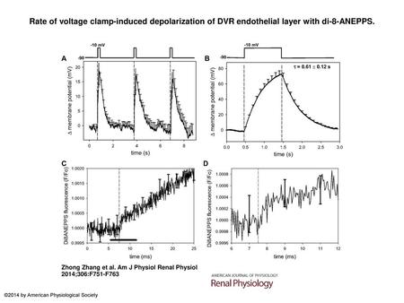 Rate of voltage clamp-induced depolarization of DVR endothelial layer with di-8-ANEPPS. Rate of voltage clamp-induced depolarization of DVR endothelial.