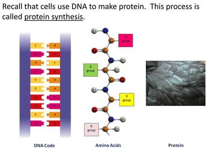 Recall that cells use DNA to make protein