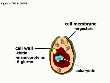 cell membrane cell wall -ergosterol -chitin -mannoproteins -ß-glucan
