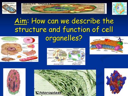 ORGANIZATION CHART BACTERIA. Aim: How can we describe the structure and function of cell organelles?