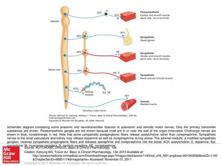 Schematic diagram comparing some anatomic and neurotransmitter features of autonomic and somatic motor nerves. Only the primary transmitter substances.