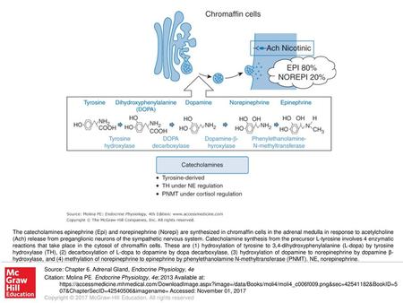The catecholamines epinephrine (Epi) and norepinephrine (Norepi) are synthesized in chromaffin cells in the adrenal medulla in response to acetylcholine.