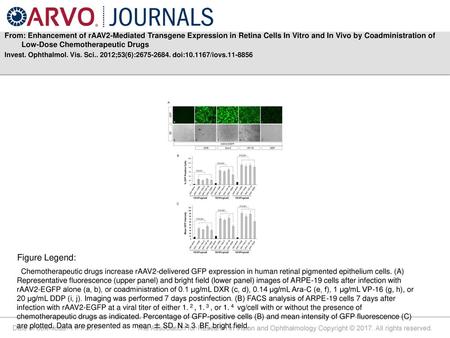 From: Enhancement of rAAV2-Mediated Transgene Expression in Retina Cells In Vitro and In Vivo by Coadministration of Low-Dose Chemotherapeutic Drugs Invest.