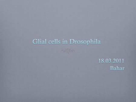 Glial cells in Drosophila