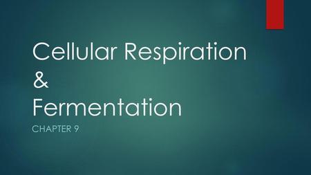 Cellular Respiration & Fermentation