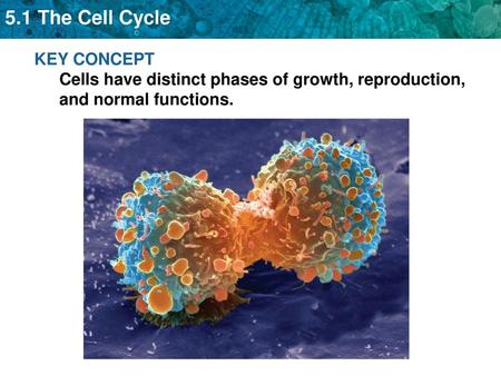 The cell cycle is a regular pattern of growth, DNA replication, and cell division.