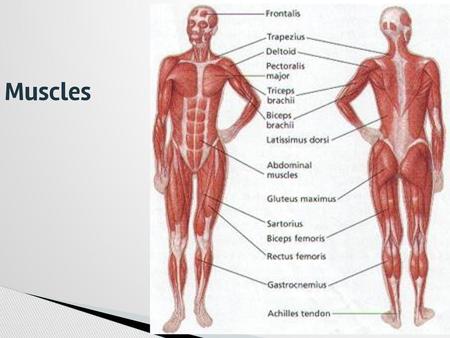 The Muscular System Mr Julian S 5 Th Grade Class Ppt Download