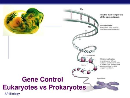 Gene Control Eukaryotes vs Prokaryotes