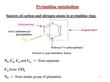 Pyrimidine metabolism