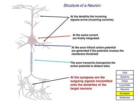 Structure of a Neuron: At the dendrite the incoming