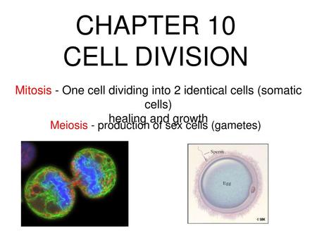 CHAPTER 10 CELL DIVISION Mitosis - One cell dividing into 2 identical cells (somatic cells) healing and growth Meiosis - production of sex cells (gametes)