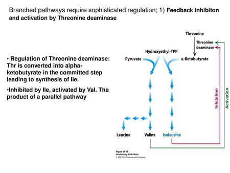 Branched pathways require sophisticated regulation; 1) Feedback inhibiton and activation by Threonine deaminase Regulation of Threonine deaminase: Thr.