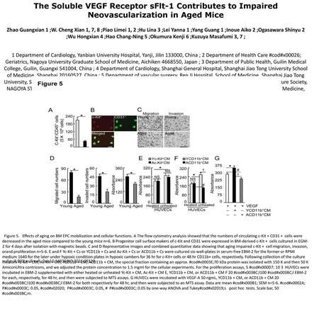The Soluble VEGF Receptor sFlt-1 Contributes to Impaired Neovascularization in Aged Mice Zhao Guangxian 1 ;W. Cheng Xian 1, 7, 8 ;Piao Limei 1, 2 ;Hu Lina.