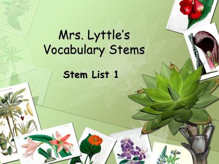 Mrs. Lyttle’s Vocabulary Stems