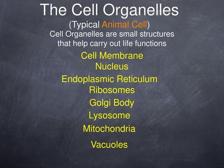 The Cell Organelles (Typical Animal Cell)