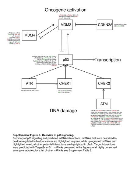 Oncogene activation Transcription DNA damage MDM2 CDKN2A MDM4 p53 ATR