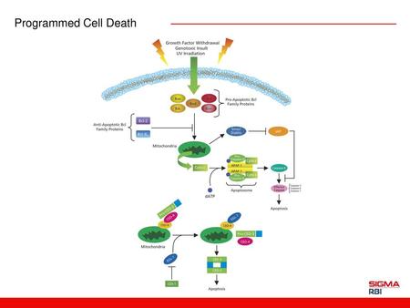 Programmed Cell Death Programmed Cell Death