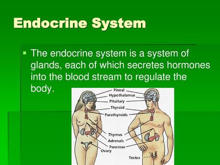 Endocrine System The endocrine system is a system of glands, each of which secretes hormones into the blood stream to regulate the body.
