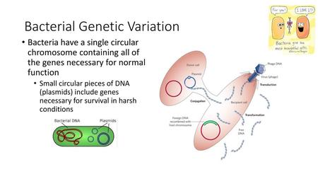 Bacterial Genetic Variation