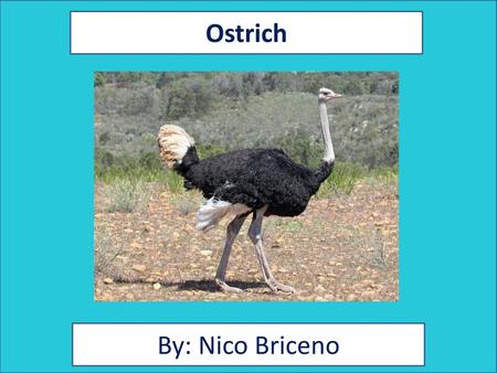 Ostrich By: Nico Briceno