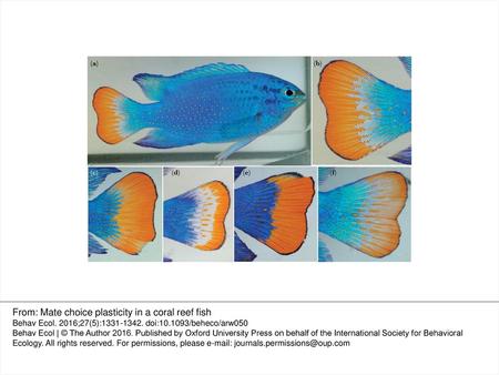 From: Mate choice plasticity in a coral reef fish