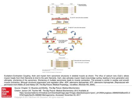 Excitation–Contraction Coupling