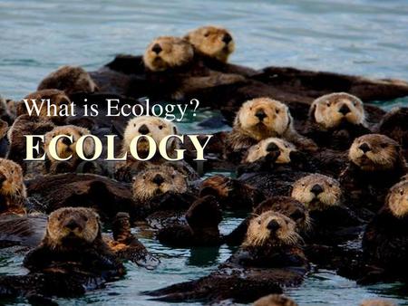 What is Ecology? Ecology.