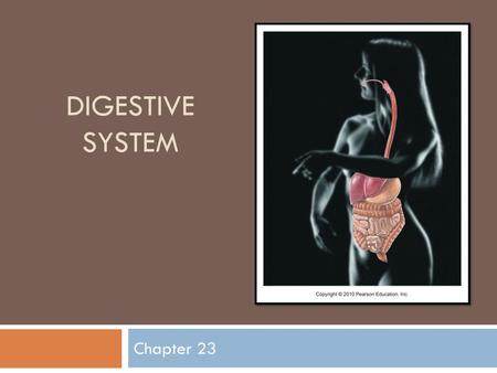 Digestive System Chapter 23.