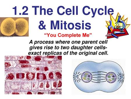 1.2 The Cell Cycle & Mitosis
