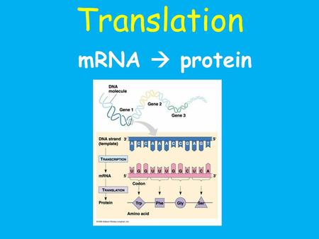 Translation mRNA  protein.