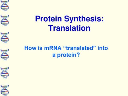 Protein Synthesis: Translation