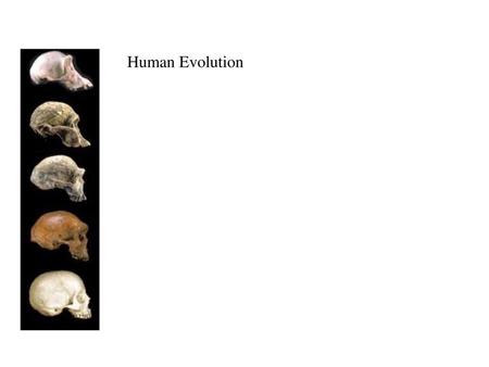 Human Evolution.
