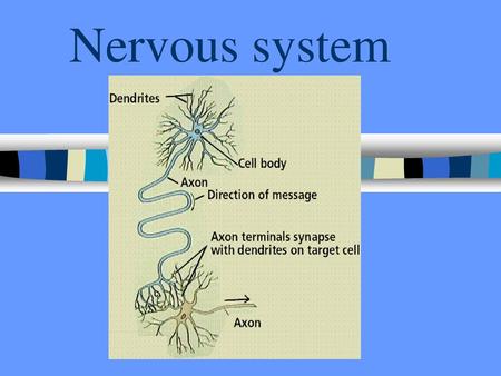 Nervous system.