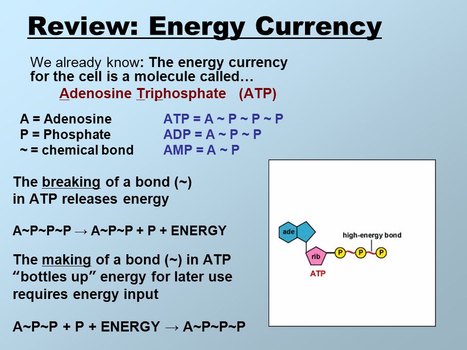 Review: Energy Currency We already know: The energy currency for 